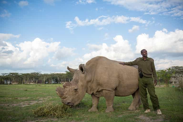 The world’s last male northern white rhino has died The world’s last male northern white rhino has died