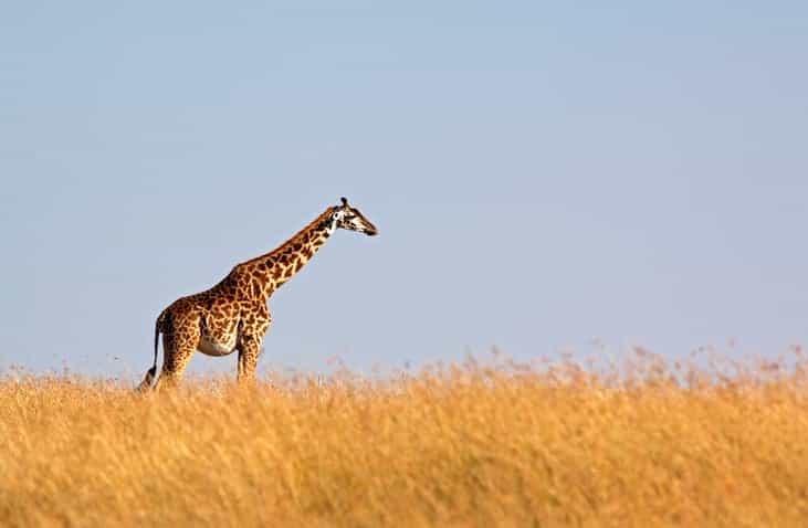 Award-winning filmmaker dies after being attacked by giraffe on set Award-winning filmmaker dies after being attacked by giraffe on set