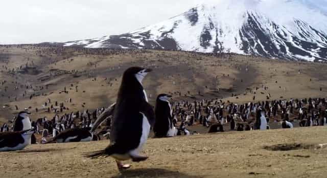 WATCH: Trailer for new David Attenborough series looks absolutely incredible WATCH: Trailer for new David Attenborough series looks absolutely incredible