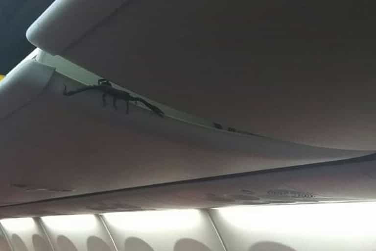 Huge scorpion spotted crawling out of overhead locker on plane