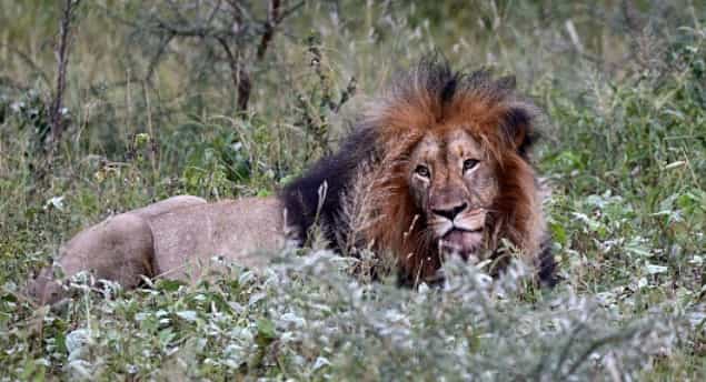 Suspected poacher killed by elephant and then eaten by lions