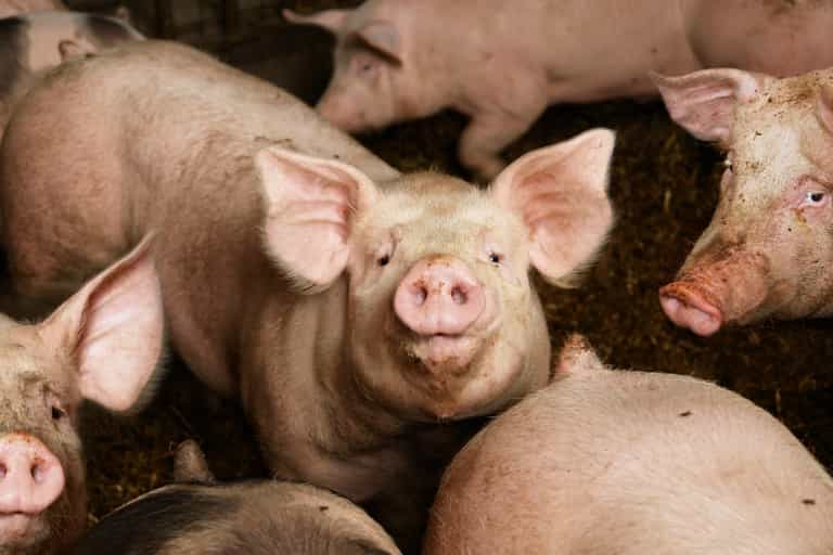 New swine flu with “pandemic potential” found by researchers in China
