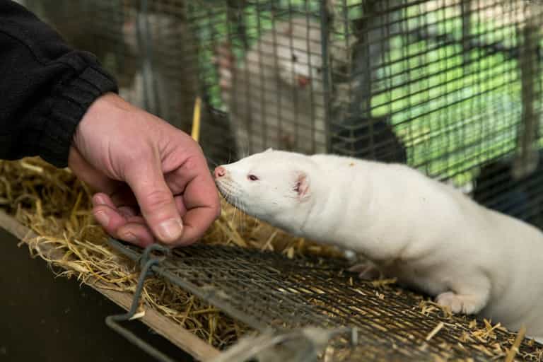 UK bans visitors from Denmark over mink Covid-19 concerns UK bans visitors from Denmark over mink Covid-19 concerns