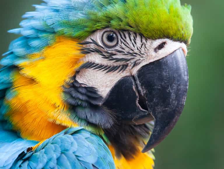 Pet parrot ‘Eric’ saves man from house fire in Brisbane Pet parrot ‘Eric’ saves man from house fire in Brisbane