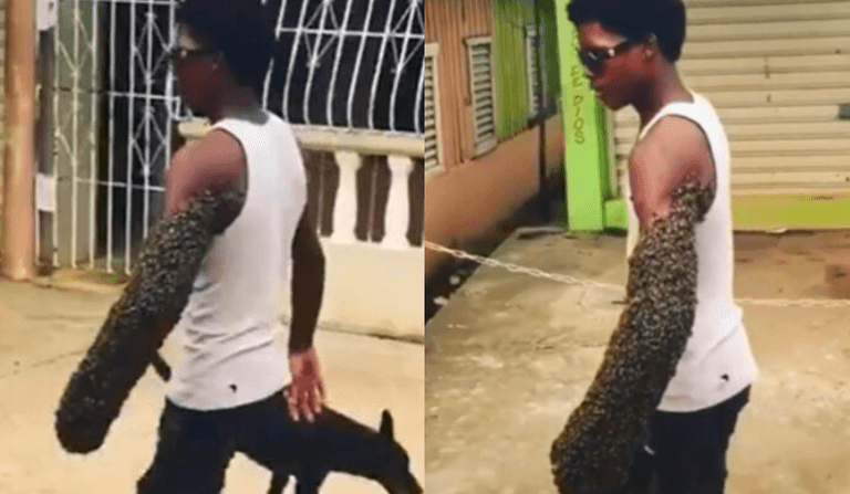 Man transports entire bee colony by carrying the queen in his fist Man transports entire bee colony by carrying the queen in his fist
