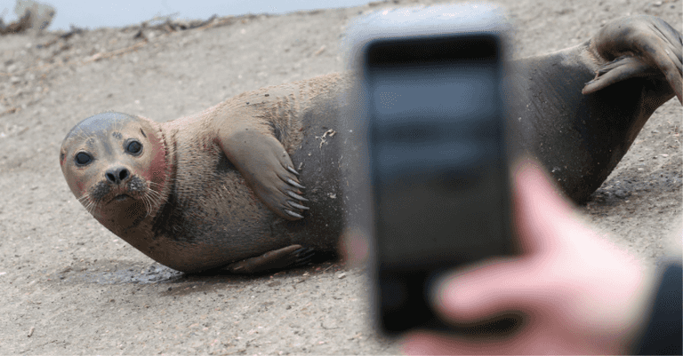 Thames seal nicknamed Freddie Mercury put down after dog attack