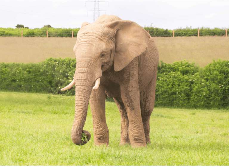 Young elephant dies in Somerset zoo attack