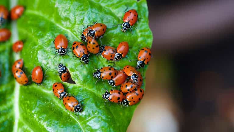 Why are ladybirds absolutely everywhere all of a sudden? Why are ladybirds absolutely everywhere all of a sudden?
