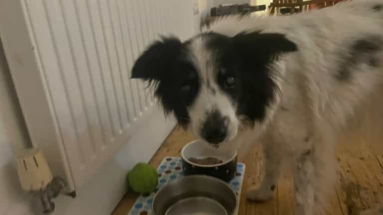 BBC presenter’s dog Cabbage has been found along with five others