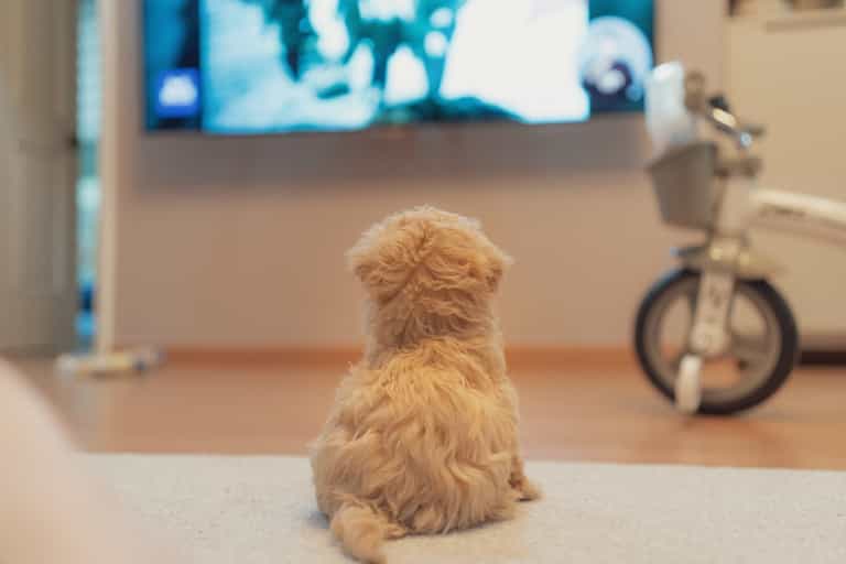 A TV channel just for dogs is coming soon A TV channel just for dogs is coming soon
