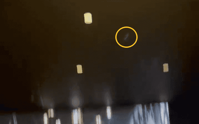 Live bat released during screening of The Batman