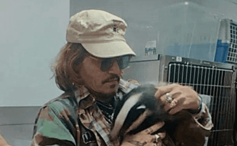 Johnny Depp pictured holding orphaned badger at rescue centre after defamation win