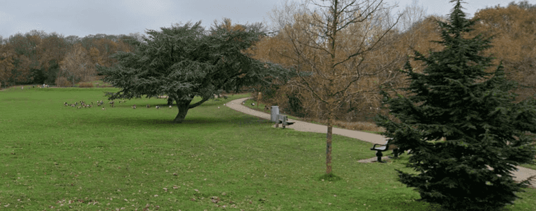 Boy, 13, arrested over string of sex attacks in a park on two women and a teenage girl