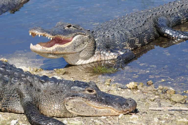 Elderly woman killed by alligators after falling into country club pond