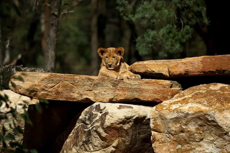 Man mauled to death by a lion after jumping zoo fence to try and ‘steal a cub’