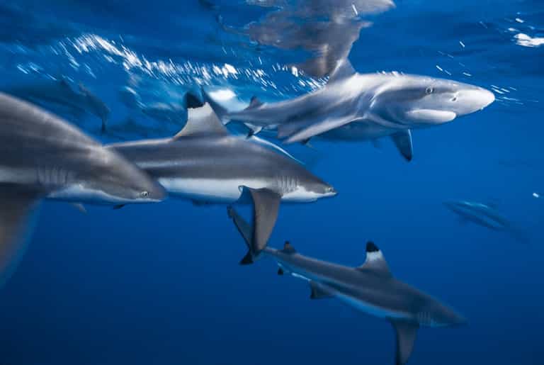 Woman attacked by shark off UK coast only has nice things to say about her attacker