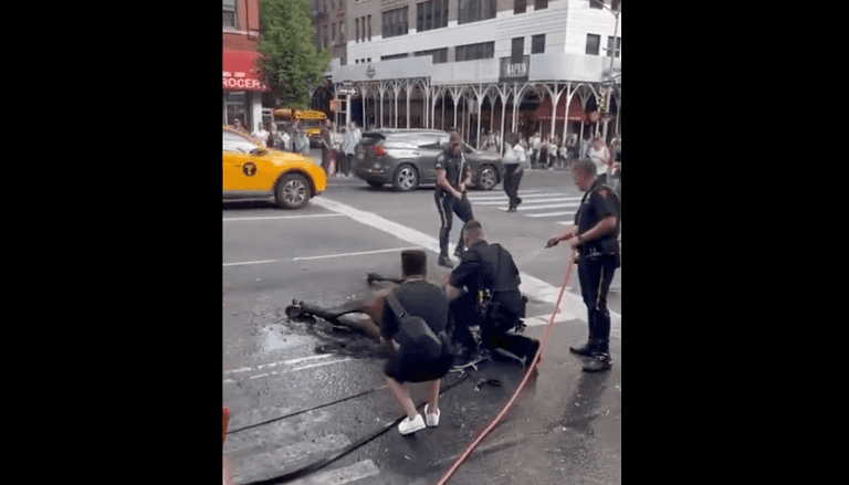 Onlookers watch in horror as carriage horse flogged by driver after collapsing on busy NY street