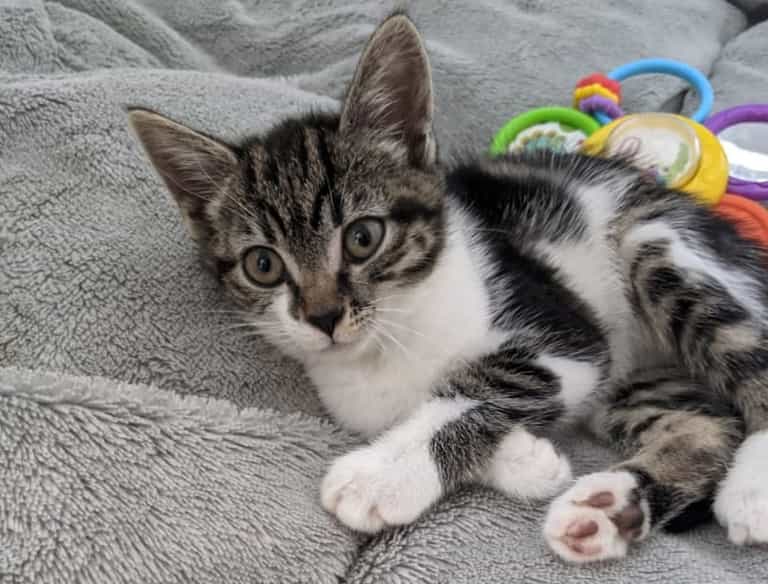 Man fed ‘highly poisonous’ substance hidden in tuna to neighbours’ cats which had to be put down