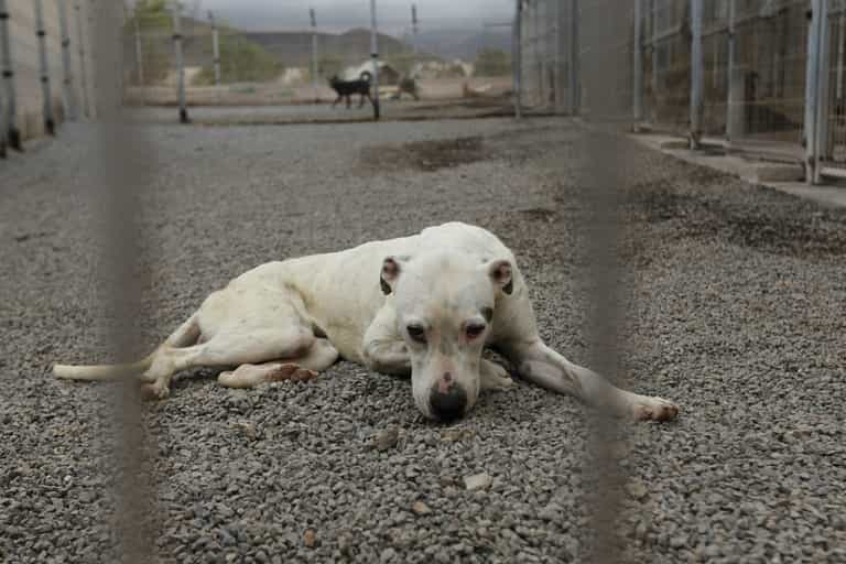 Woman mauled to death by two hunting dogs during morning stroll