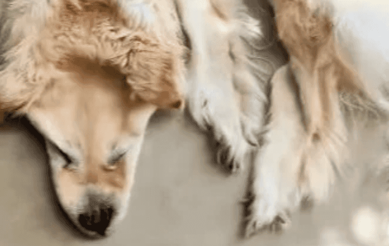 Family turn pet golden retriever into rug for living room