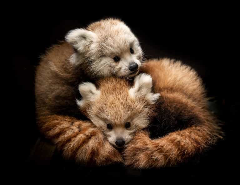 Pair of rare red panda cubs die at safari park after cold snap