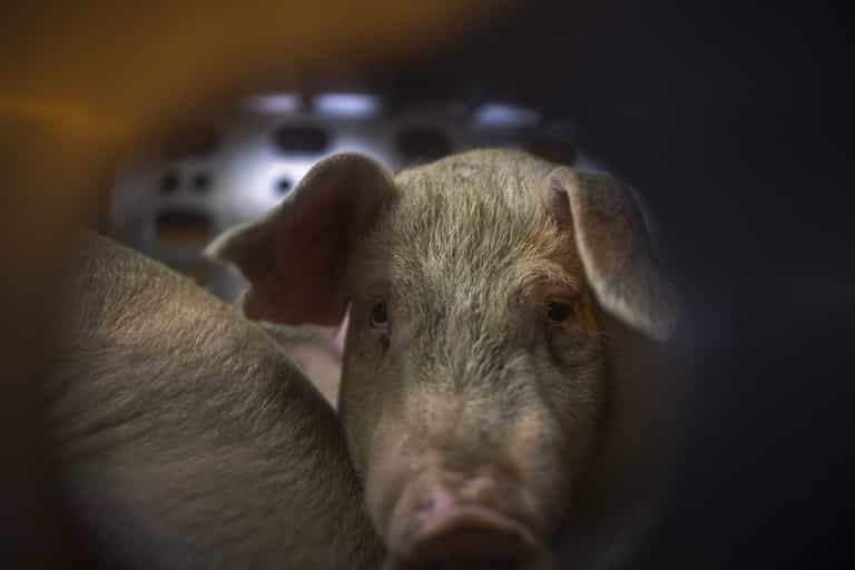Pig kills butcher at slaughterhouse after waking up in a fit of rage