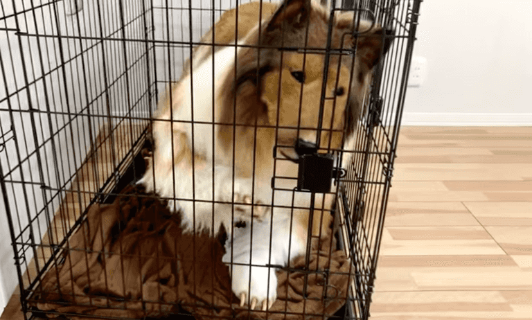 Man who spent £12,500 to become a dog has now bought himself a huge cage