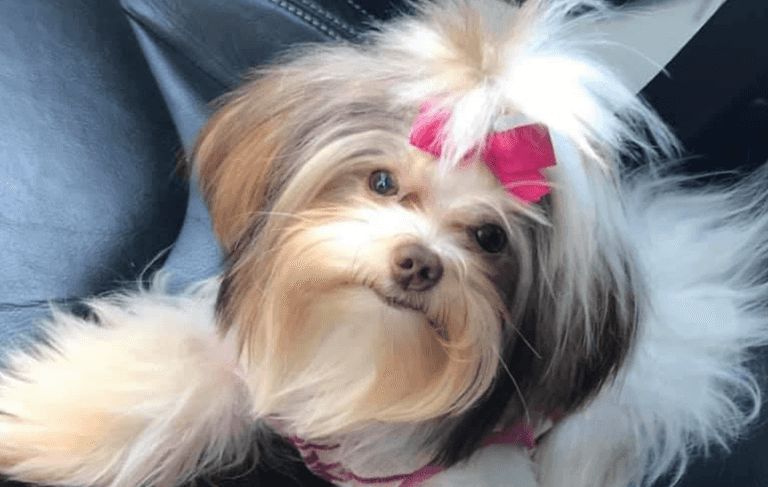 Owner tells groomer to ‘count your days’ after turning dog into ‘Sid from Ice Age’