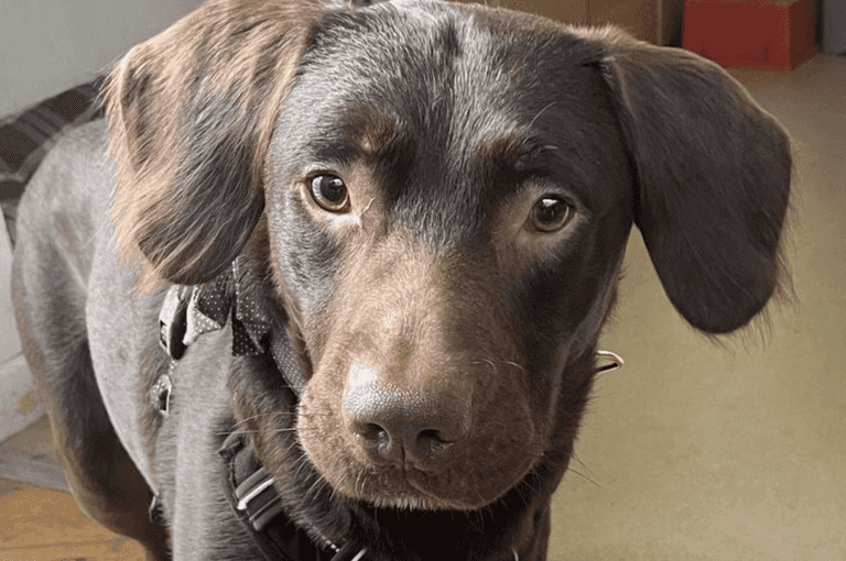 ‘Alcoholic’ dog becomes the first to be treated for addiction