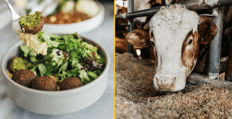 Vegan diet massively reduces environmental damage, study confirms Vegan diet massively reduces environmental damage, study confirms