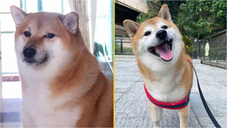 ‘Doge’ meme dog Cheems dies while in surgery