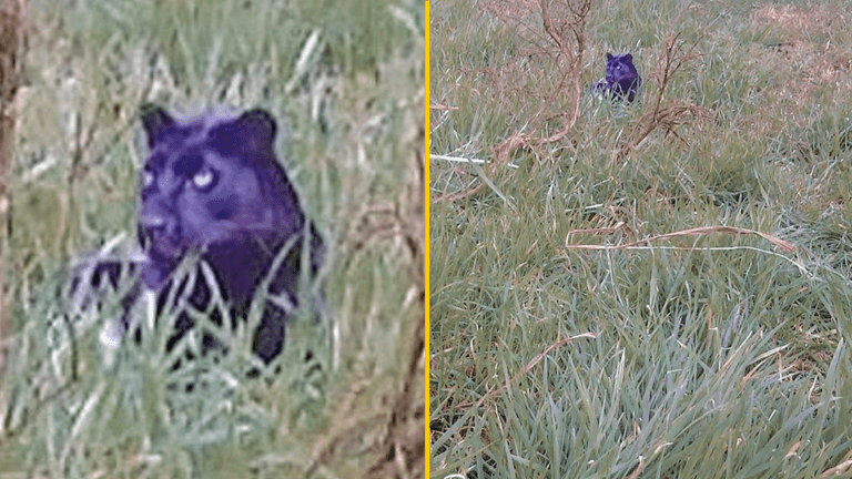 Image surfaces ‘proving’ big cat predator is prowling around UK countryside