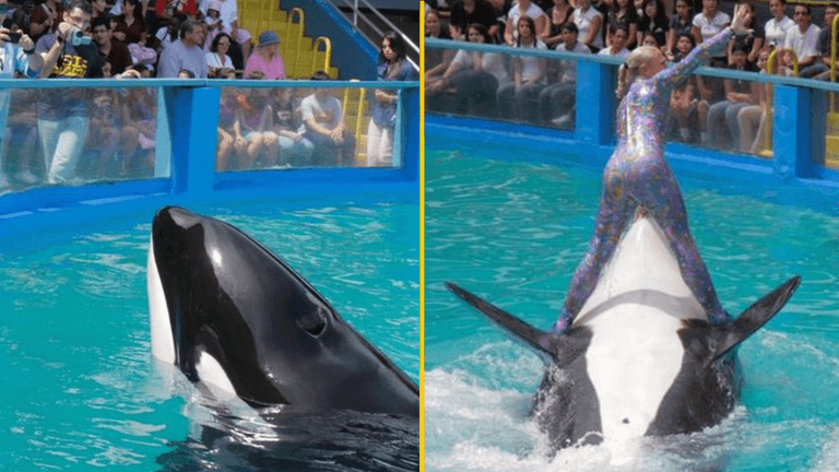 ‘World’s loneliest orca’ dies just before she was set to be released after 50 years