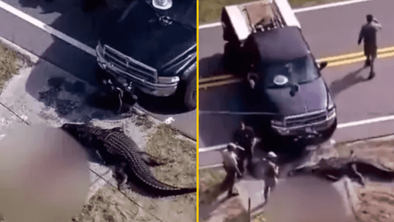 13-foot alligator caught carrying lifeless human body down canal in Florida