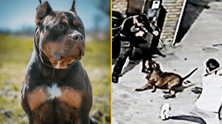 American bully XLs would not be culled under plan to ban dangerous dog