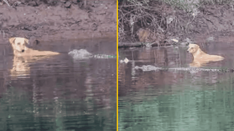 Crocodiles save dog that was stranded in river instead of eating it