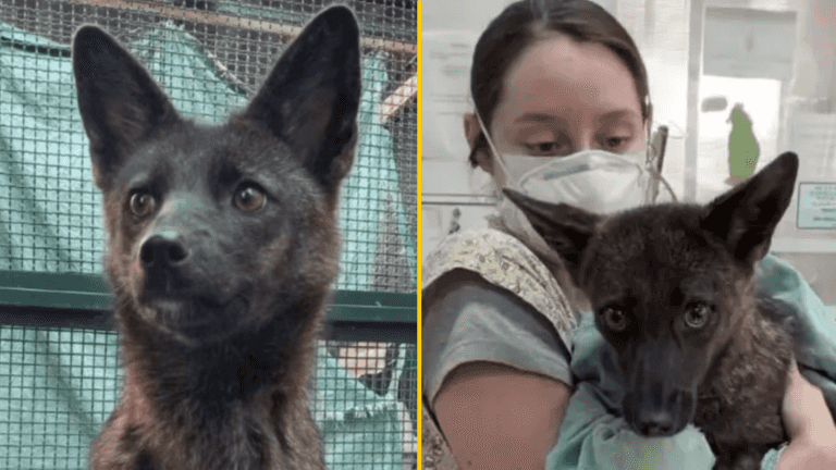 World’s first known dog-fox hybrid discovered in Brazil after being hit by car