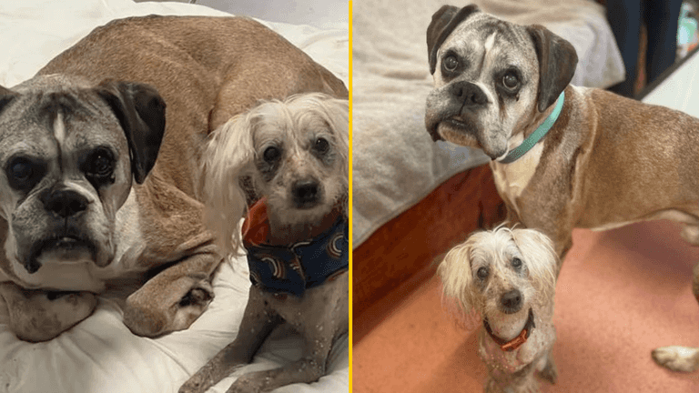 Loyal dogs found lying next to owner who’d died days before