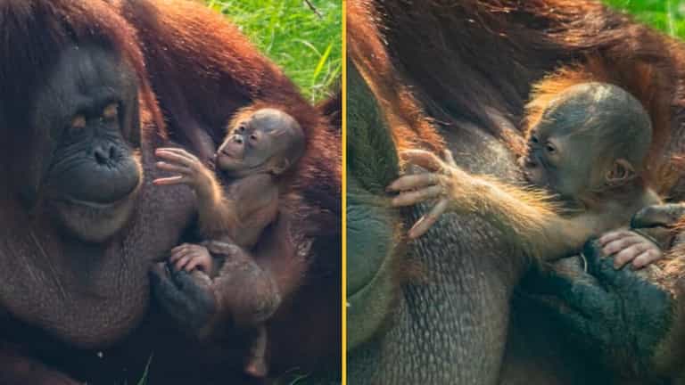 Rare Bornean orangutan born at Chester Zoo in huge milestone Rare Bornean orangutan born at Chester Zoo in huge milestone