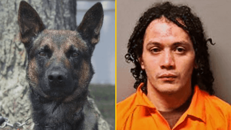 Yoda the police dog unveiled as hero who took down killer who escaped from jail