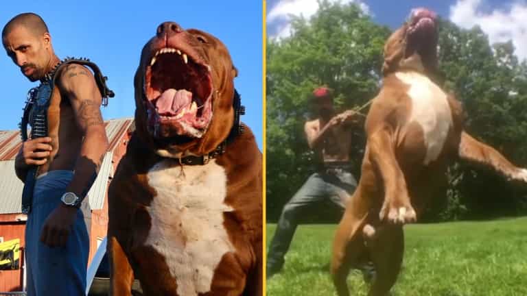 Owner of world’s biggest Pitbull claims its banned offspring are in UK
