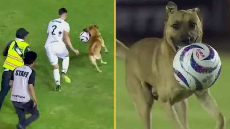 Football club so impressed by ball-stealing stray dog they give him a job