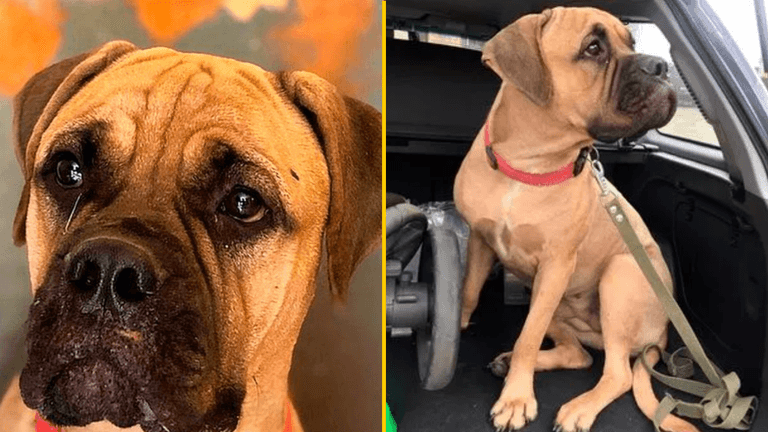Loyal dog walks 125 miles with tears in eyes to owner who rejected her