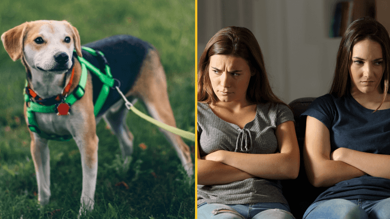 ‘I told infertile sister-in-law her beloved dog is not equal to my baby and made her cry’