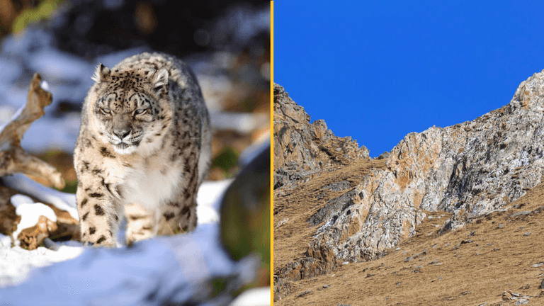 People can’t believe that there is a snow leopard somewhere in this picture