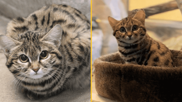 World’s deadliest cat has found a new home
