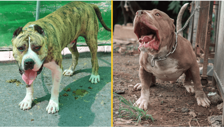 Brits looking at ‘ancient’ dog with bite stronger than a lion’s after XL bully ban