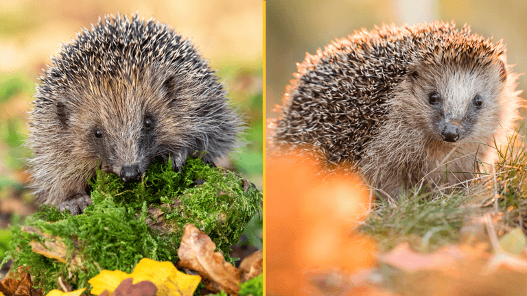 Hedgehog sightings rise across the UK after years of decline