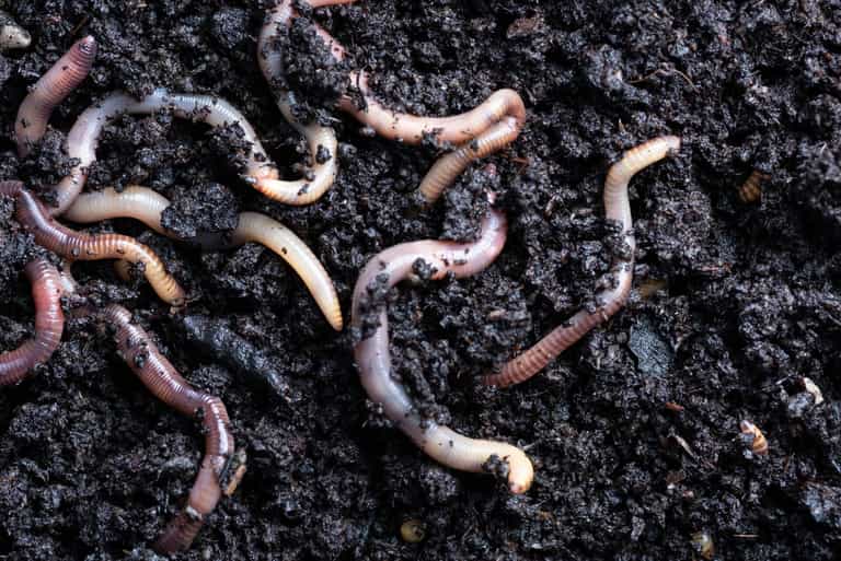 Worms living near Chernobyl nuclear plant have gained new ‘super powers’