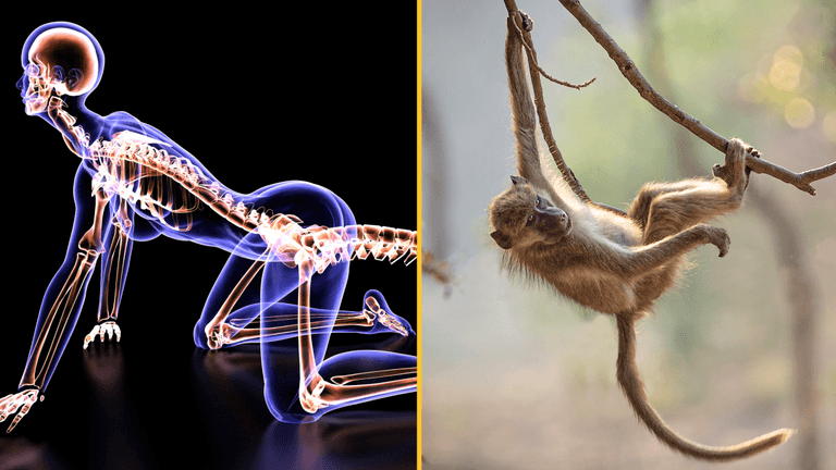 Scientists discover why humans no longer have tails